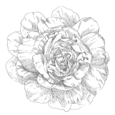 Gül çiçek el çekilmiş