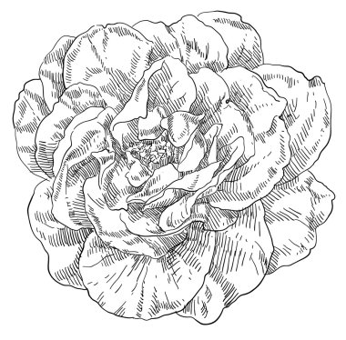 Gül çiçek el çekilmiş