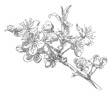 Güzellik el çekilmiş çiçek