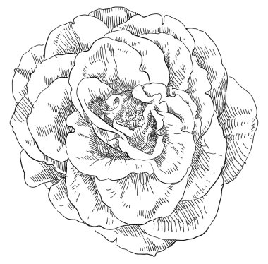 Gül çiçek el çekilmiş