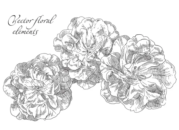 Schoonheid hand getrokken bloemen — Stockvector