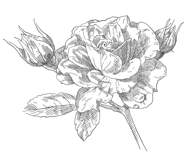 Hand dras rosa blommor — Stock vektor