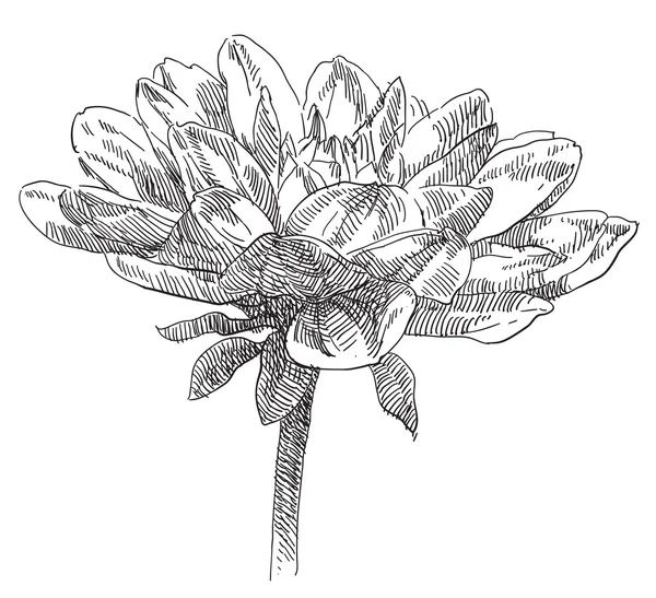 美手拉的花 — 图库矢量图片