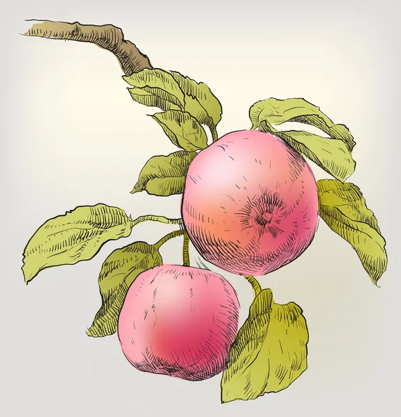 Handtekening appels op appelboom tak — Stockvector