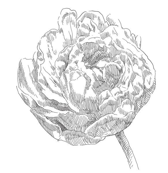 Tangan digambar bunga mawar - Stok Vektor
