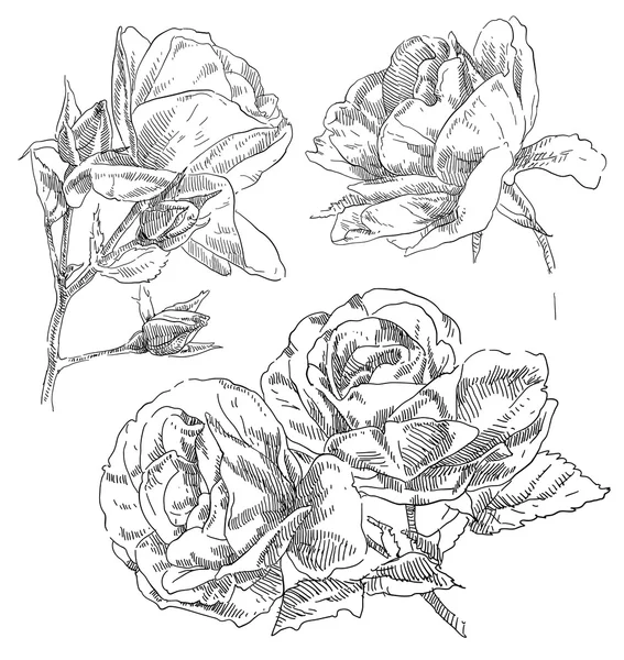 Рука намальовані троянди квіти — стоковий вектор