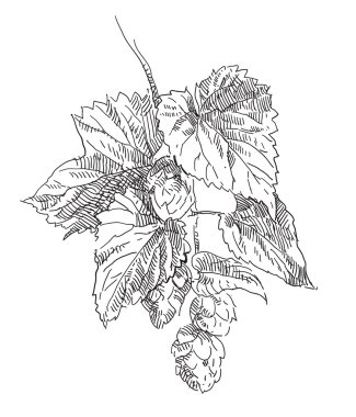 El çizim çiçek vektör çerçeve