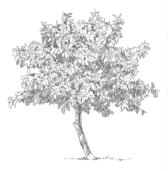 Çizim orkide çiçek el