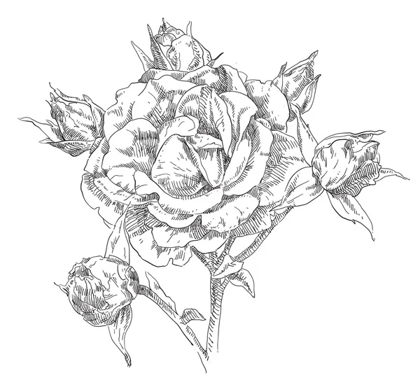 Handgezeichnete Rosenblüten — Stockvektor