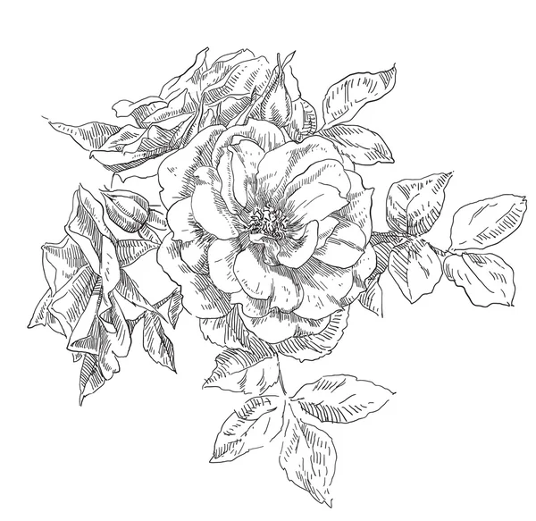 El çizim çiçek vektör çerçeve