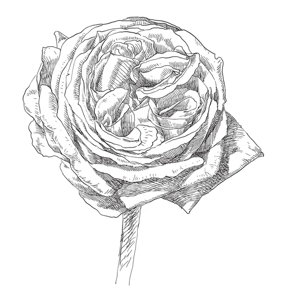 Fleurs roses dessinées à la main — Image vectorielle