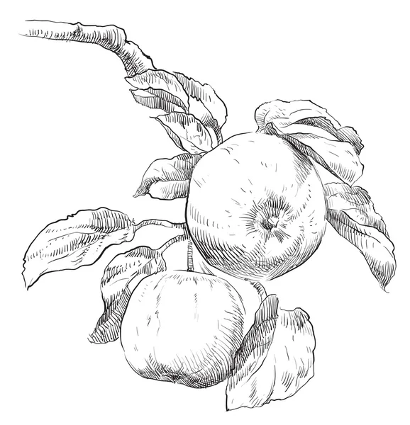 El elma elma ağacı dalına çizimi