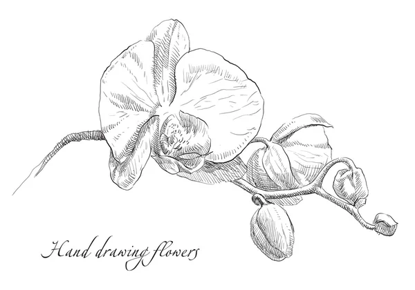 Çizim orkide çiçek el