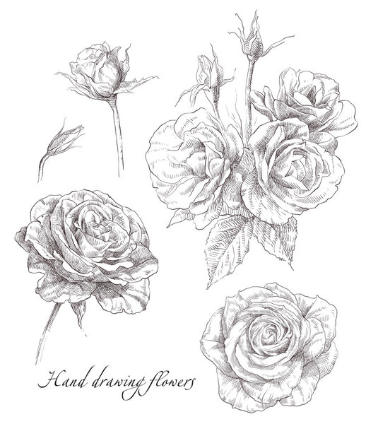 Hand drawn rose flowers