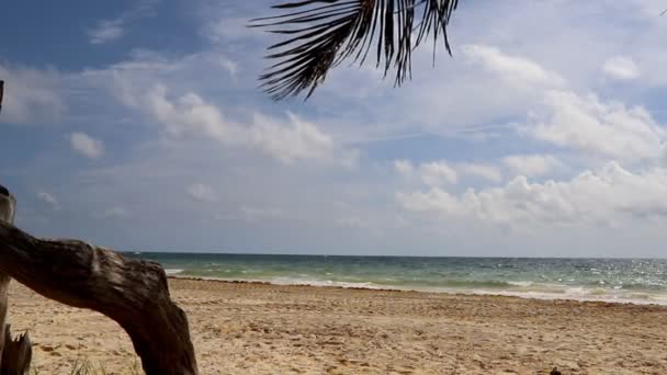 阳光明媚的热带海滩 有棕榈树 — 图库视频影像