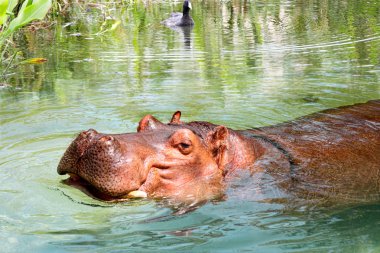 Afrika hippo su keyfi