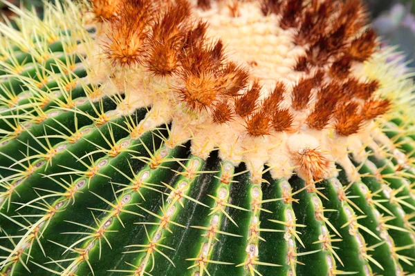 Closeup velkých kaktusů — Stock fotografie
