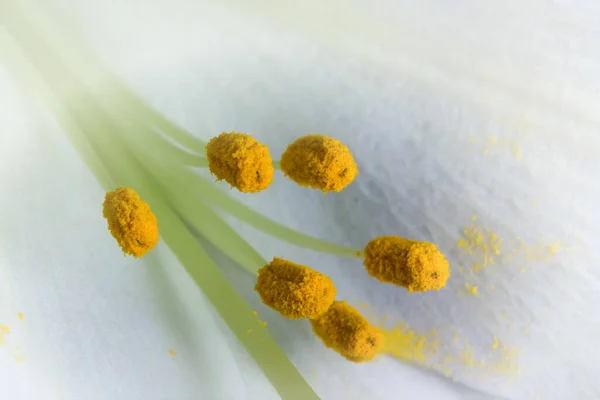 Çiçekteki Sarı Pudingler — Stok fotoğraf