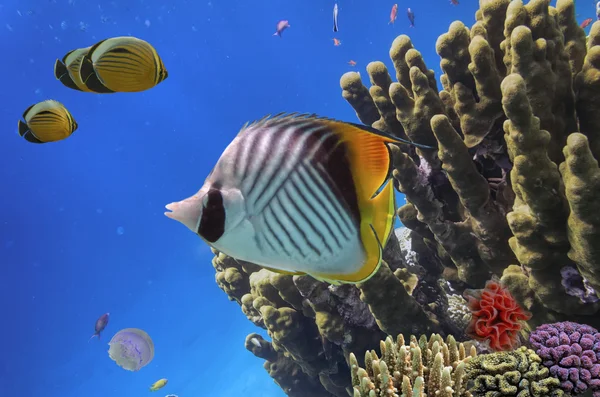 Peixes tropicais e corais duros no Mar Vermelho — Fotografia de Stock