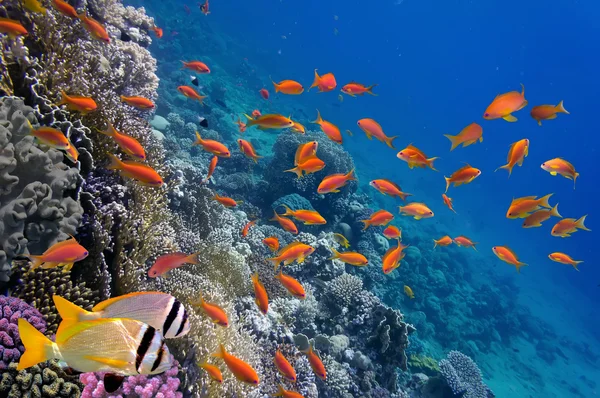 Tropical fish and Hard corals — Stock Photo, Image