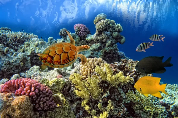 Yeşil deniz kaplumbağası chelonia — Stok fotoğraf