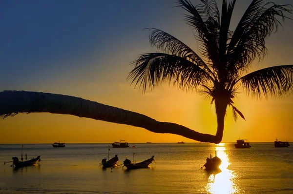 Solnedgång, palm och longtail båtar på tropical beach — Stockfoto