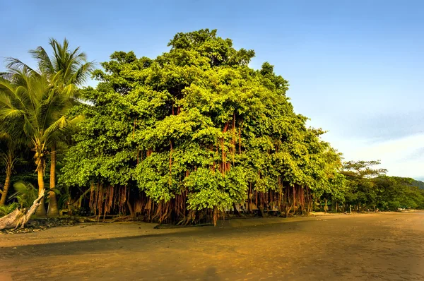 Árboles tropicales exóticos en la playa de arena roja — Foto de Stock