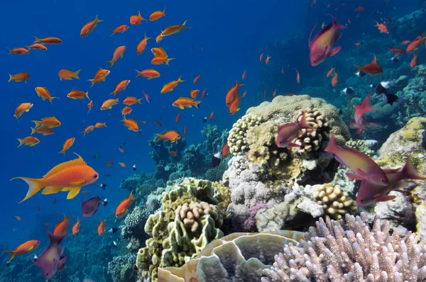 Reef con una varietà di coralli duri e molli — Foto Stock