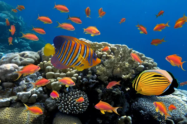 Corallo e pesce nel Mar Rosso. Egitto — Foto Stock