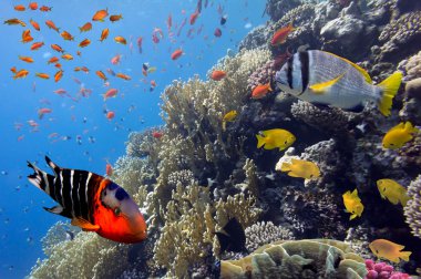 mercan landscape.red deniz, Mısır