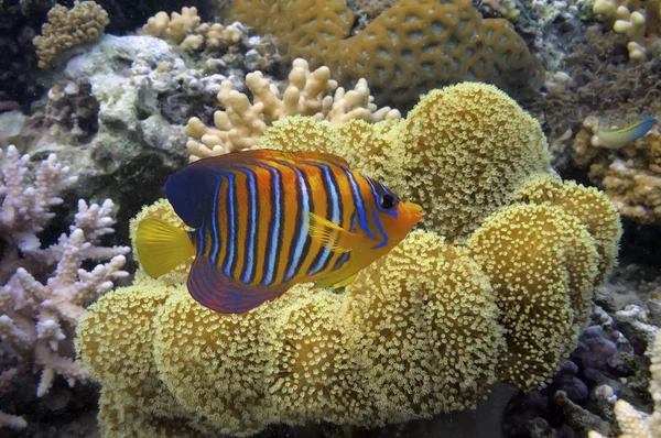 Coral de couro de cogumelo (coral macio ) — Fotografia de Stock