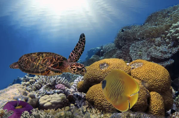 Kleurrijk koraalrif met vele vissen en zeeschildpadden — Stockfoto