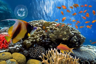 Mercan resif üzerinde mürekkep balığı yüzme yüzmek