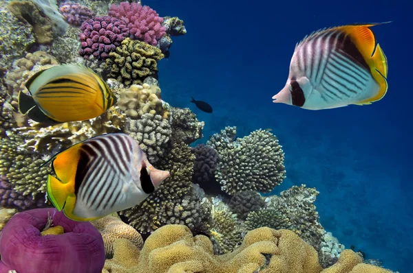 threadfin butterflyfish (chaetodon Arabacı) ve kırmızı mercan s