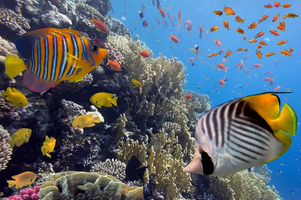 Paisagem de coral.Mar Vermelho, Egito — Fotografia de Stock