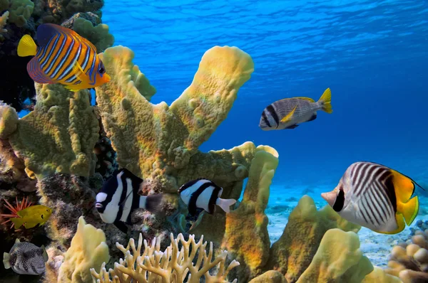 Tropikal balık ve sert mercanlar Kızıldeniz — Stok fotoğraf