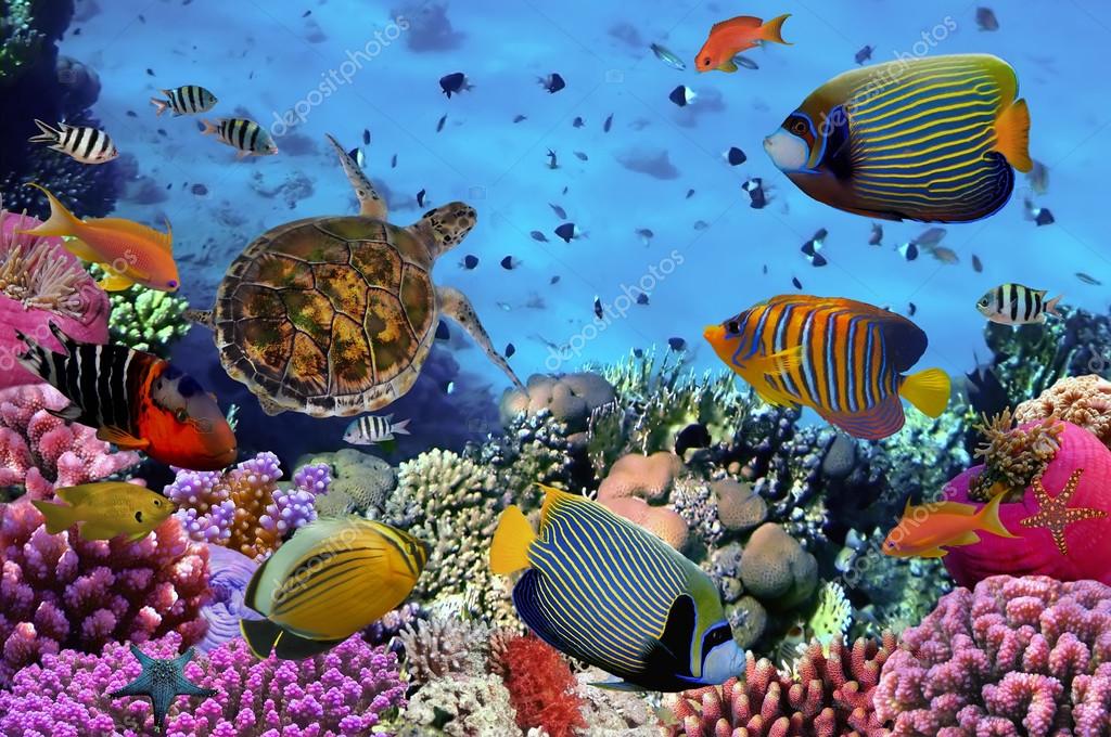 Colorful coral reef with many fishes Stock Photo by ©Vlad61 101223534