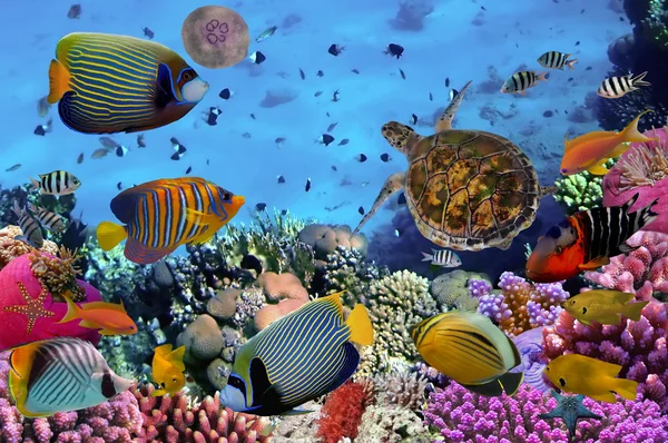 Recife de coral colorido com muitos peixes — Fotografia de Stock