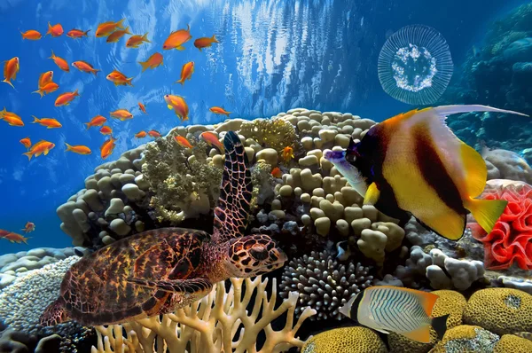 많은 물고기와 화려한 산호 암초 — 스톡 사진