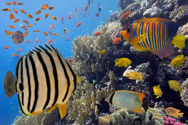 Coral landscape.Red Sea, Egypt — Stock Photo, Image