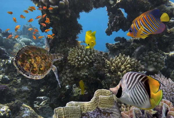 Recife de coral colorido com muitos peixes — Fotografia de Stock