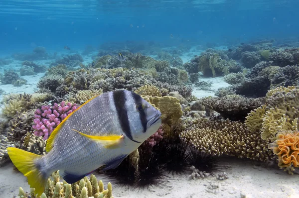 Regal Angelfish w Morzu Czerwonym, Egipt — Zdjęcie stockowe