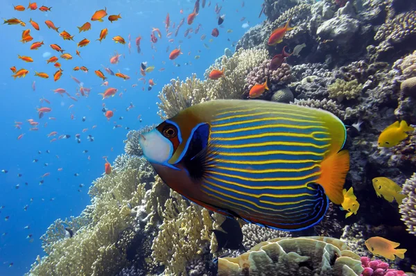 Peces tropicales en el arrecife de coral en el Mar Rojo —  Fotos de Stock