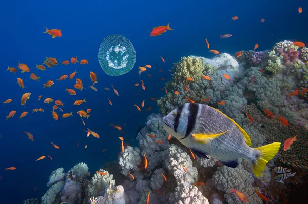 Peces tropicales y corales duros en el Mar Rojo — Foto de Stock