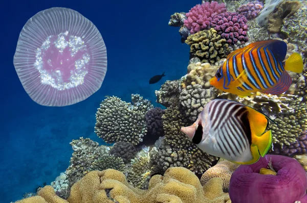 Peces tropicales y corales duros en el Mar Rojo, Egipto — Foto de Stock