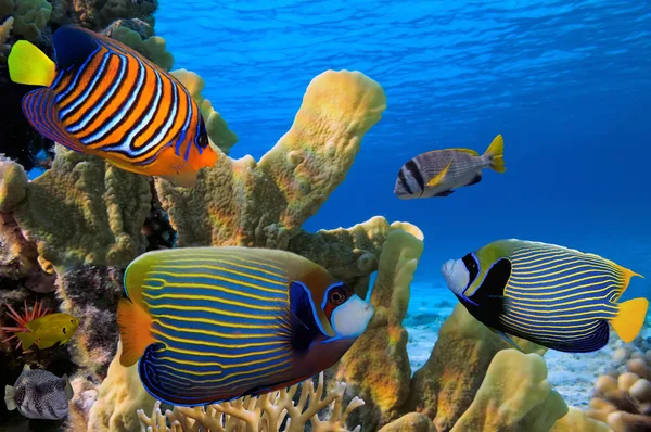 Tropical fish on the coral reef in Red Sea — Stock Photo, Image