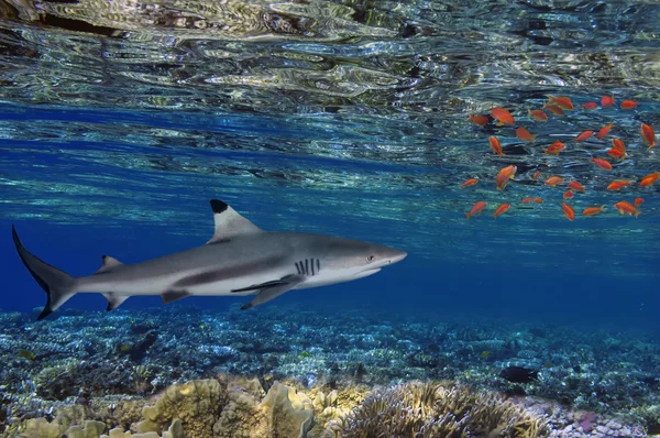 Podvodní podobu korálových útesů s žralok — Stock fotografie