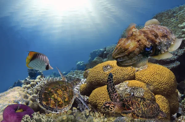Hawksbill Turtle - Eretmochelys imbricata floats under water — Stock Photo, Image