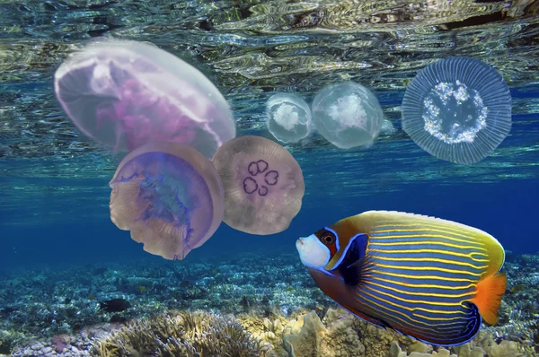 Jelly Fish Underwater Photo — Stock Photo, Image