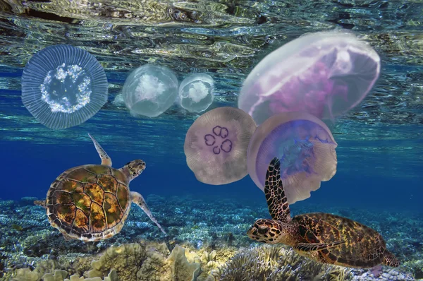 Green Sea Turtle (Chelonia mydas) — Stock Photo, Image